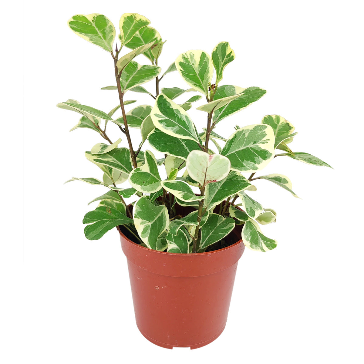 Ficus Triangularis Variegata, how to care for Ficus  Triangularis, variegated Ficus plant, easy care air-purifying houseplant for homes and offices, decorative variegated plant, rare and unique houseplant, best place to buy indoor plants online