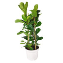 buy 10 inch Ficus Lyrata 'Fiddle Leaf Fig' online, ornamental tree for modern interiors, easy care tropical houseplant, popular designer houseplant, elegant broad leaf indoor plant, decorative office floor plant
