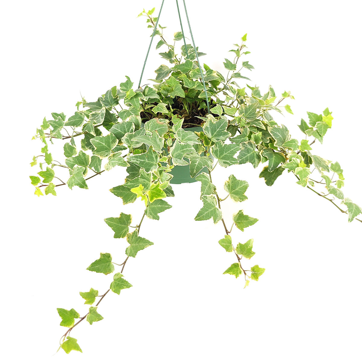 6" pot glacier english ivy live air plant for sale, striking silvery variegated lobed leaves on long trailing stems, vigorous grower suitable for trellises or baskets, air purifying qualities, cool temperature preferred, lush cascading bohemian interior statement, wonderful birthday plant gift