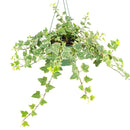 6" pot glacier english ivy live air plant for sale, lush silvery variegated foliage with crisp white leaf margins, vigorous trailing habit ideal for hanging baskets or trellises, well-established root system in nursery pot, air purifying and low maintenance, striking living wall accent piece, exceptional gift for plant collectors
