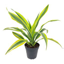 6" pot dracaena lemon lime live houseplant for sale, vibrant multicolor striped tropical leaves with neon yellow margins, upright cane forming mature structure, thrives in average household humidity with occasional misting, removes formaldehyde and indoor toxins naturally, stunning floor accent for modern or eclectic spaces, meaningful and lasting gift for home or office