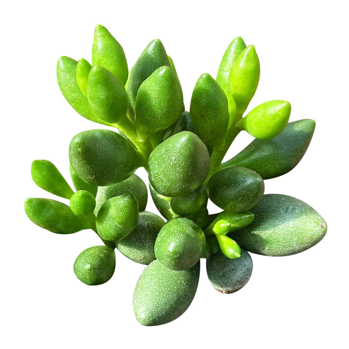 buy adromischus filicaulis ssp. marlothii crassula live succulent 2 inch online, compact clumping growth form, thick teardrop-shaped fleshy leaves, green base with dark red sun-stress spots, slow-growing drought tolerant, perfect for sunny windowsill display, thoughtful rare succulent gift for plant collectors