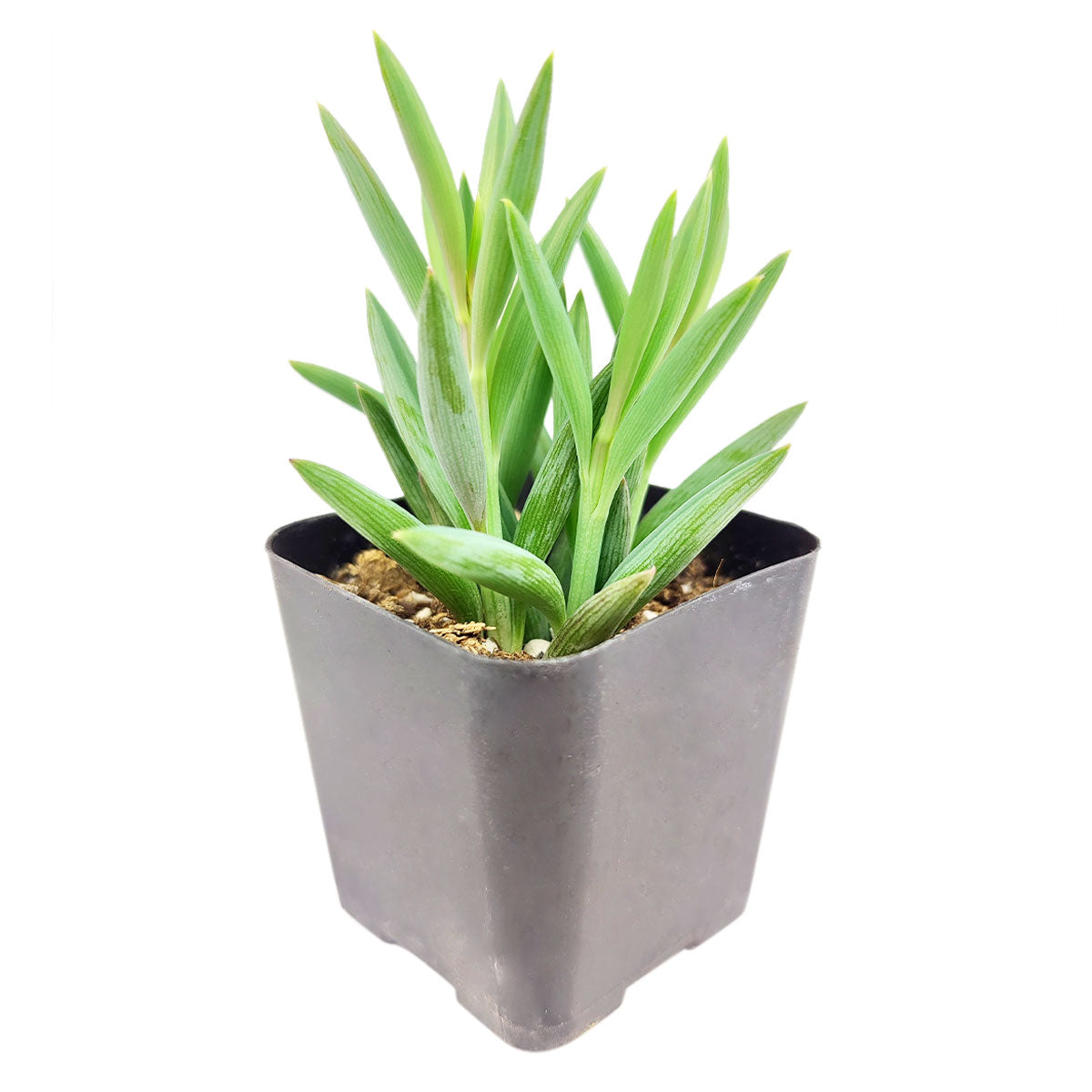 buy string of fishhooks live succulent 2 inch online, delicate crescent-shaped leaves with a distinctive fishhook curve, trailing cascading growth habit, compact rooted plant in a white modern pot