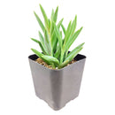 4 inch string of fishhooks live succulent for sale, dense trailing vines with blue-green fleshy curved leaves, vigorous cascading growth, mature specimen showing full hang length, planted in a bamboo pot for a natural earthy look