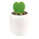 buy hoya sweetheart live houseplant 4" pot online, vibrant heart-shaped plump waxy leaves in lush forest green, semi-succulent tropical vining houseplant, slow-growing long-lived form, bright indirect light lover with drought tolerance, beautiful bohemian indoor accent plant, a heartfelt and lasting gift for any occasion