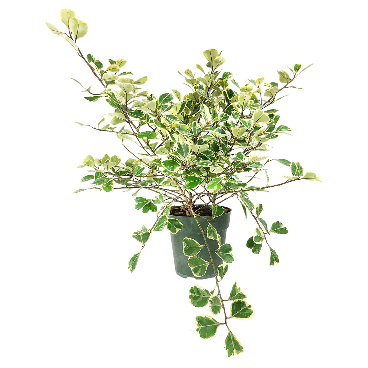 Ficus Triangularis Variegata, how to care for Ficus  Triangularis, variegated Ficus plant, easy care air-purifying houseplant for homes and offices, decorative variegated plant, rare and unique houseplant