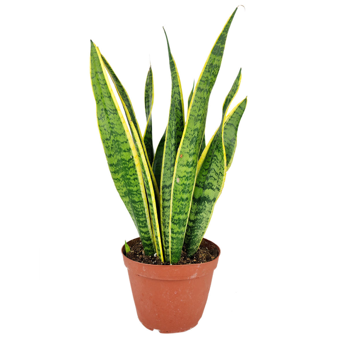 6" pot snake plant sansevieria laurentii live houseplant for sale, terra cotta eco pot showcasing tall variegated leaves with bright golden margins, natural earthy pairing with deep green foliage, upright architectural silhouette, drought tolerant and low maintenance, bohemian earthy home decor accent for bedrooms or hallways, wonderful eco-conscious plant gift
