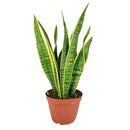 8" pot snake plant sansevieria laurentii live houseplant for sale, white cylinder planter housing a full mature rosette of tall sword-shaped leaves with vivid yellow edges and dark green banding, impressive upright columnar presence, virtually indestructible long-lived succulent, elegant air purifying floor plant for modern or minimalist interior decor, truly unforgettable plant gift for any home