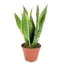 8" pot snake plant sansevieria laurentii live houseplant for sale, white cylinder planter housing a full mature rosette of tall sword-shaped leaves with vivid yellow edges and dark green banding, impressive upright columnar presence, virtually indestructible long-lived succulent, elegant air purifying floor plant for modern or minimalist interior decor, truly unforgettable plant gift for any home