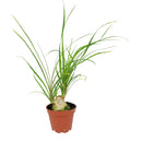 buy palm ponytail live houseplant 8" pot black eco pot online, spectacular mature succulent tree with a dense fountain of long dark green leaves and a prominent water-storing caudex, upright architectural form, thrives in direct or bright indirect light, drought tolerant and long-lived, an unforgettable floor plant gift for any home