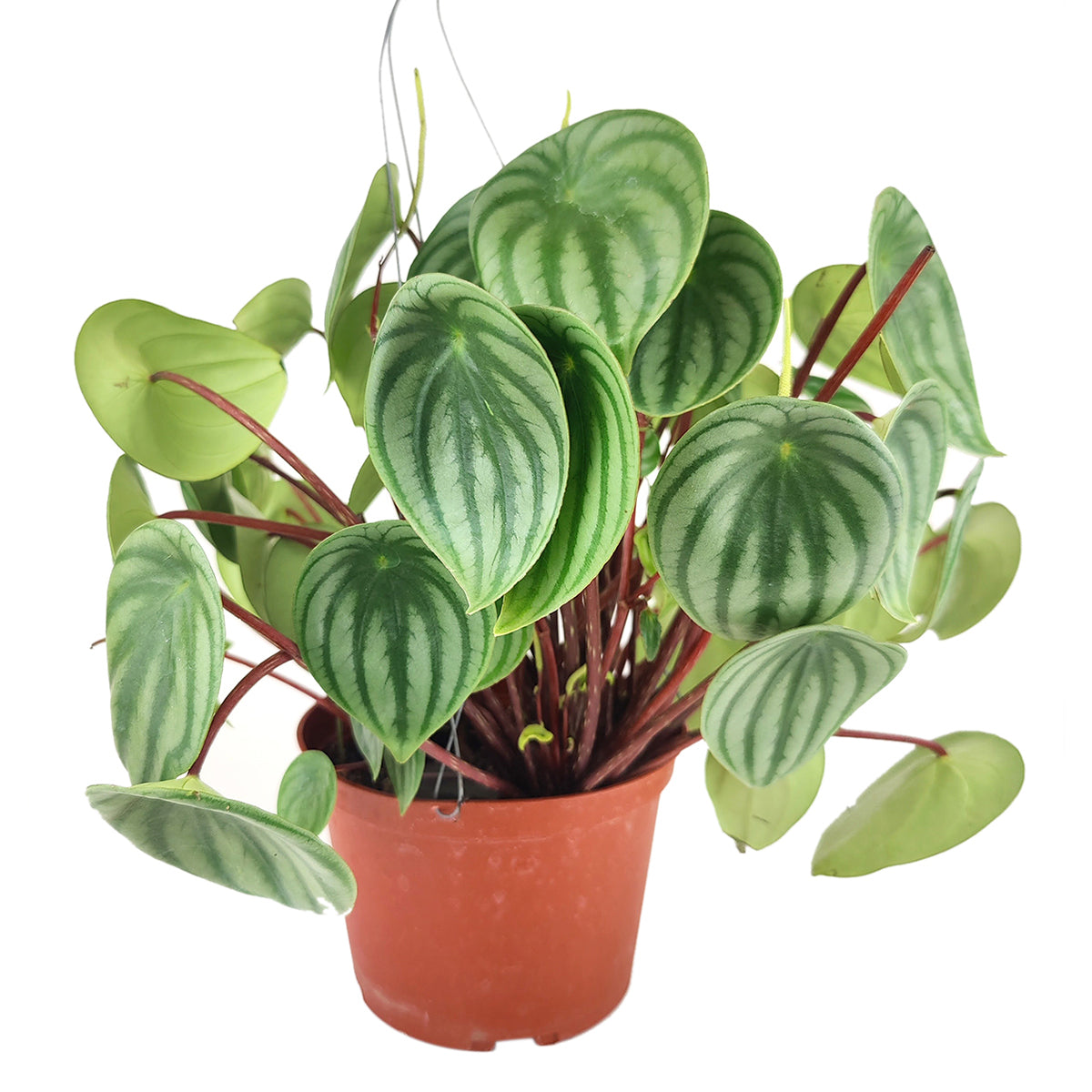 buy peperomia watermelon live houseplant 6" pot online, lush rosette of silver-striped green foliage, thick succulent-like leaves, deep burgundy stems for contrast, air-purifying indoor plant, beautiful tabletop centerpiece for boho or minimalist interiors, a thoughtful gift for any occasion