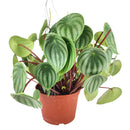 4" peperomia watermelon live houseplant for sale in nursery pot, classic grower presentation of compact bushy watermelon-striped rosette, glossy fleshy leaves in green and silver, upright non-trailing form on reddish stems, easy care low-maintenance tropical foliage, a cheerful and versatile decor plant for any bright indoor spot, a perfect starter gift for new plant parents