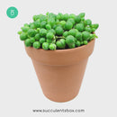 String of pearls for sale, how to grow succulents, succulent plant, succulent care guide, indoor succulents, monthly succulents, succulent care tips