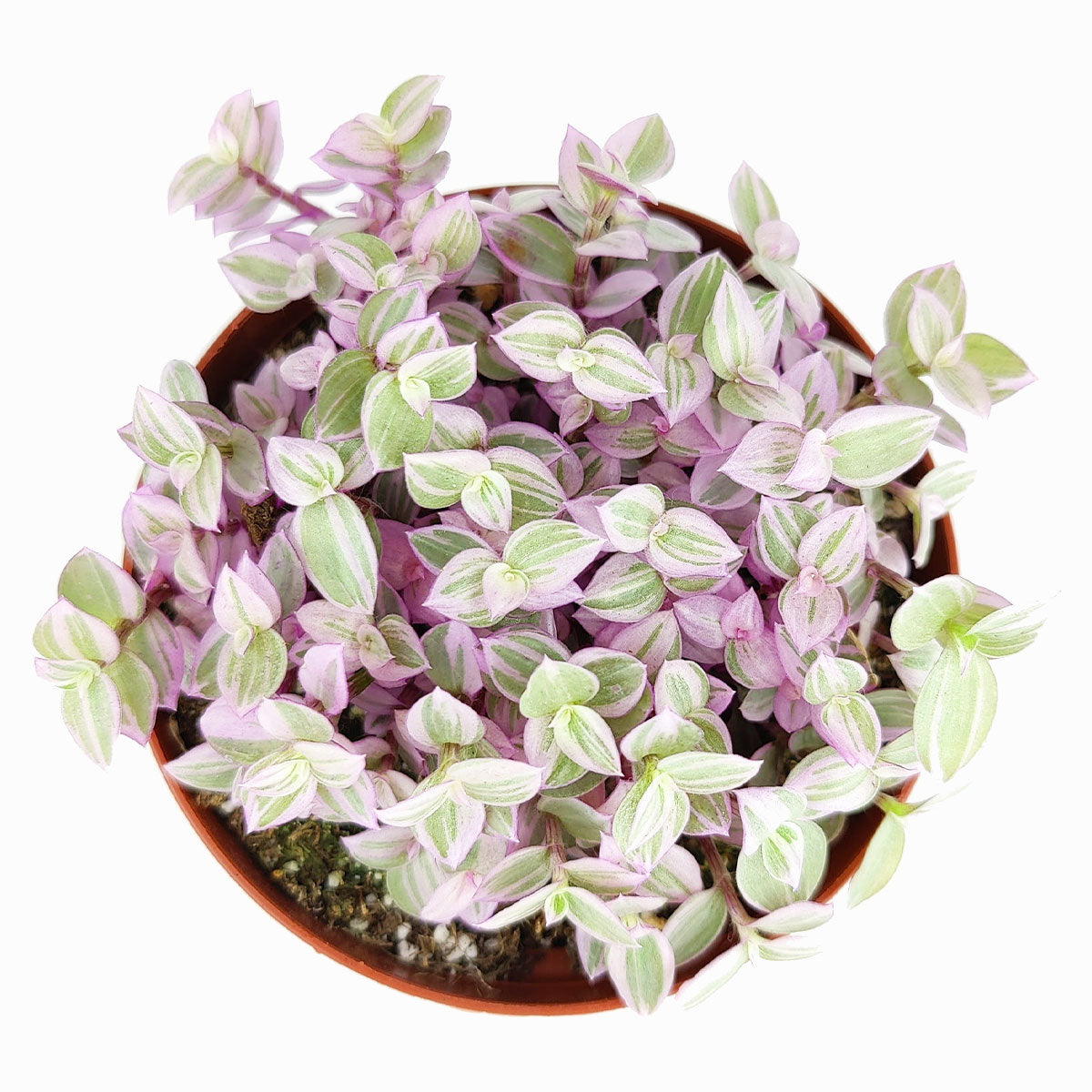 where to buy pink turtle vine plant, best hanging basket plant to grow at home, pink plant decor ideas, live pink turtle vine 4 inch size in grower pot for sale
