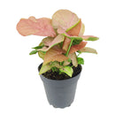 6" pot Syngonium Neon Robusta - Syng