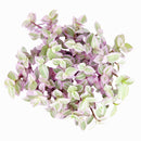 Pink Panther Plant for sale, buy Pink Panther Plant online, Callisia Repens Pink Lady (Turtle Vine), succulents for sale, succulents near me, colorful succulents for sale