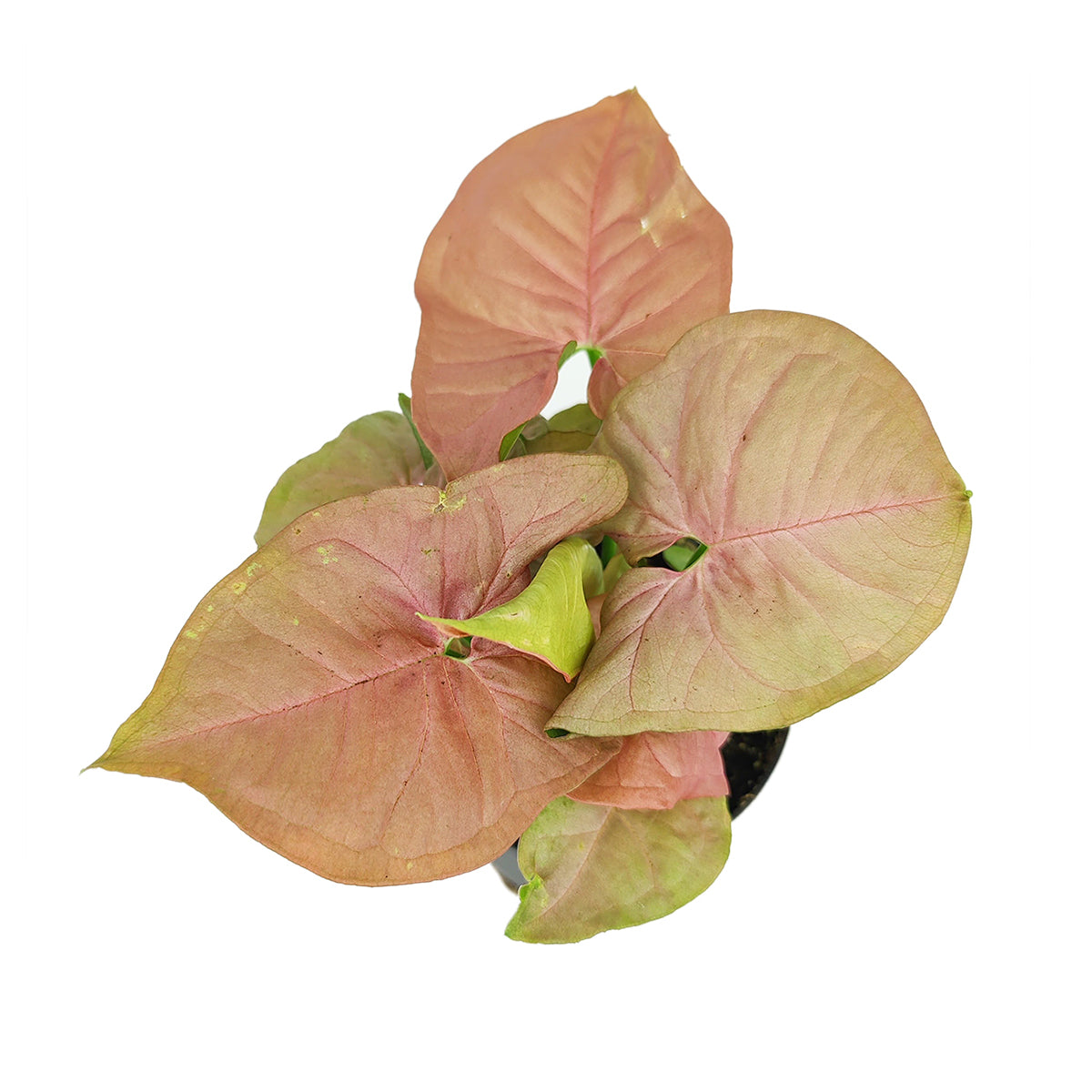 6" pot Syngonium Neon Robusta - Syngonium Strawberry live houseplant for sale, lush established plant displayed in hanging arrangement showing flowing pink trailing stems, arrowhead leaves with vivid neon pink color and light green undersides, moisture-loving humidity-thriving tropical plant, a statement piece for boho or tropical-themed interiors, a generous and impressive plant gift