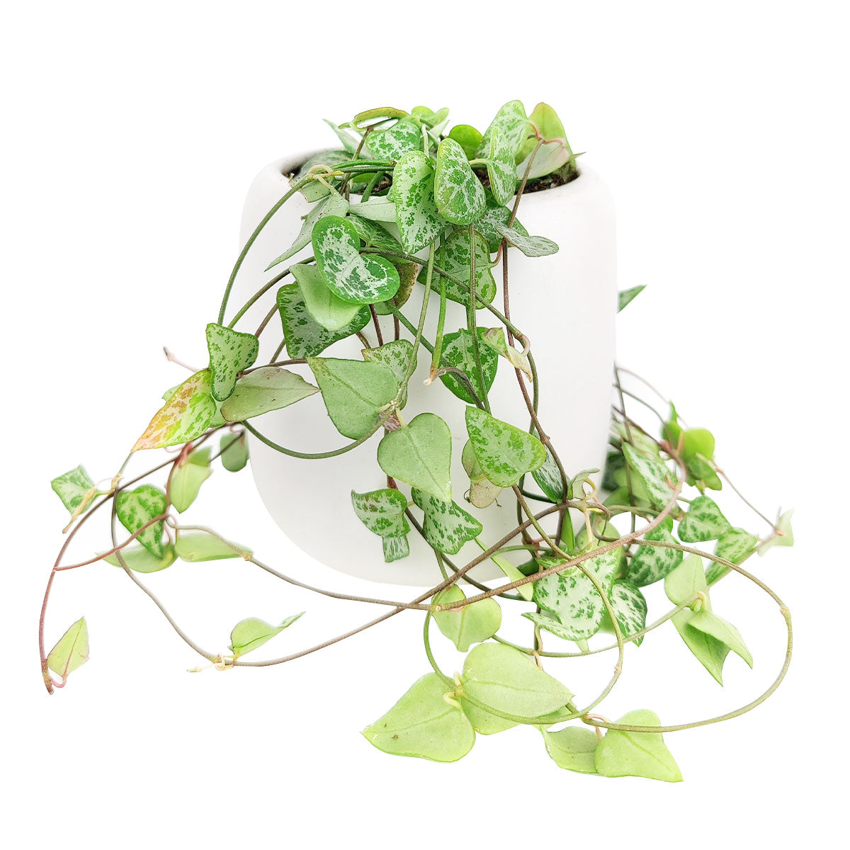 buy ceropegia woodii string of arrows live houseplant 6 inch online, lush trailing succulent vine with multiple pairs of deep green arrow-shaped leaves with minty white patter