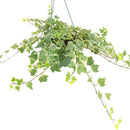 6" pot glacier english ivy live air plant for sale, lush silvery variegated foliage with crisp white leaf margins, vigorous trailing habit ideal for hanging baskets or trellises, well-established root system in nursery pot, air purifying and low maintenance, striking living wall accent piece, exceptional gift for plant collectors