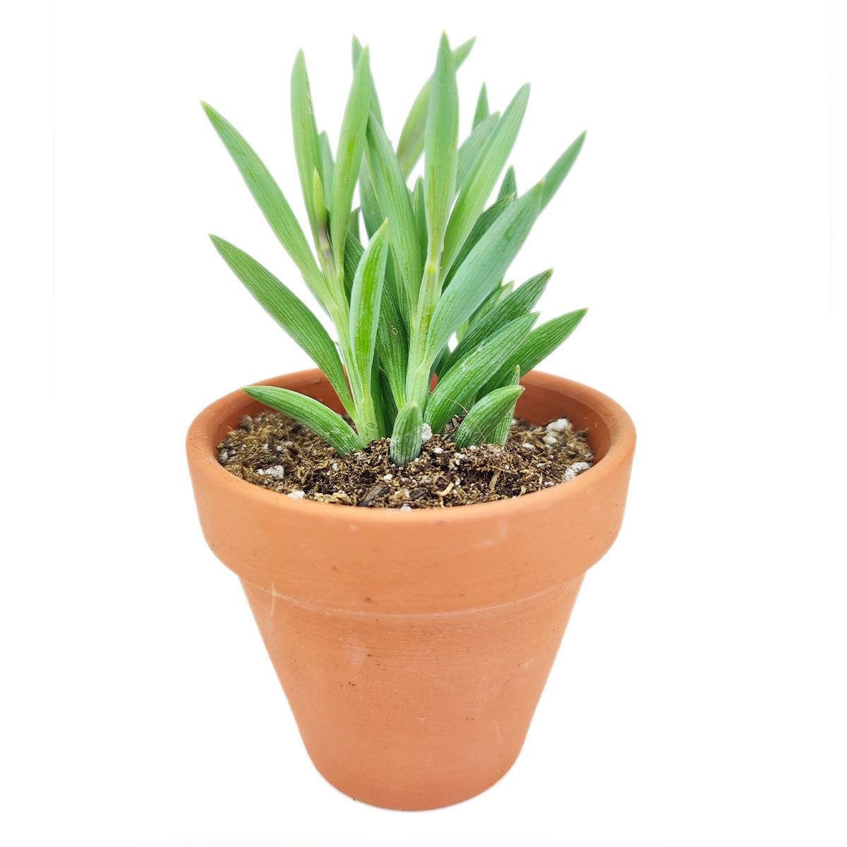 4 inch string of fishhooks live succulent for sale, dense trailing vines with blue-green fleshy curved leaves, vigorous cascading growth, mature specimen showing full hang length, planted in a bamboo pot for a natural earthy look