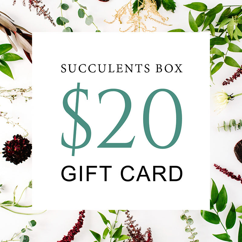 Succulent Gift Card