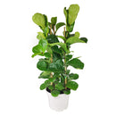 buy 10 inch Ficus Lyrata 'Fiddle Leaf Fig' online, ornamental tree for modern interiors, easy care tropical houseplant, popular designer houseplant, elegant broad leaf indoor plant, decorative office floor plant