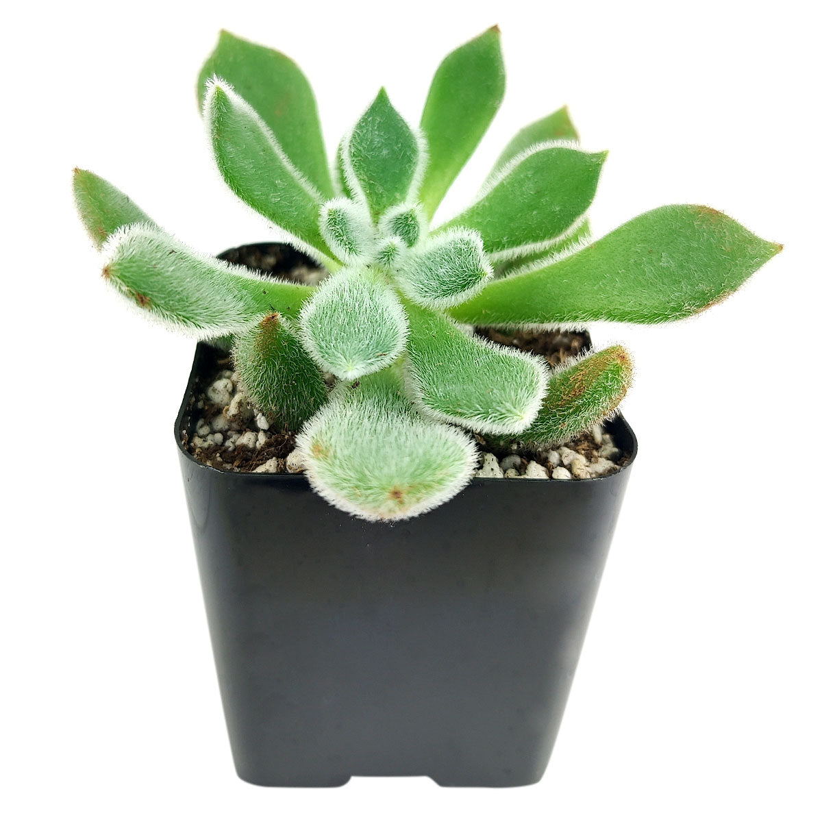 buy echeveria doris taylor succulent - woolly rose live succulent 2 inch online, velvety woolly textured leaves in pale green with soft white fuzz, small petite rosette form, slow-growing and drought tolerant, vibrant orange-red bell-shaped blooms in spring and fall, stunning detail plant for a minimalist desk display, ideal gift for collectors and succulent enthusiasts