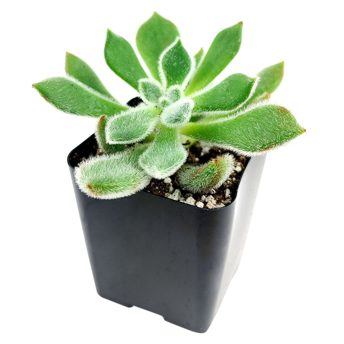 4 inch echeveria doris taylor succulent - woolly rose live succulent for sale, densely furred rosette of fleshy spoon-shaped leaves, apple green foliage blushing red at tips under sun, wide spreading clustering clumps over time, bright indirect to full sun grower, beautiful centerpiece in a succulent dish garden or fairy garden arrangement, a memorable and pet-friendly plant gift