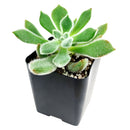 buy echeveria doris taylor succulent - woolly rose live succulent 2 inch online, unique hybrid echeveria with distinctive woolly white-haired texture, pale green compact rosette with red-tipped leaves, produces offsets readily for easy propagation, tolerates dry conditions and dry heated air, charming statement plant for a bright bohemian living space, wonderful gift choice for plant lovers of all experience levels