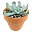 2 inch Echeveria runyonii 'Topsy Turvy' for sale. Echeveria runyonii 'Topsy Turvy' is admired for its distinctive twisted foliage and compact growth habit. It grows best in full sun to bright, indirect light and requires infrequent watering. This eye-catching succulent is ideal for beginners and collectors alike.