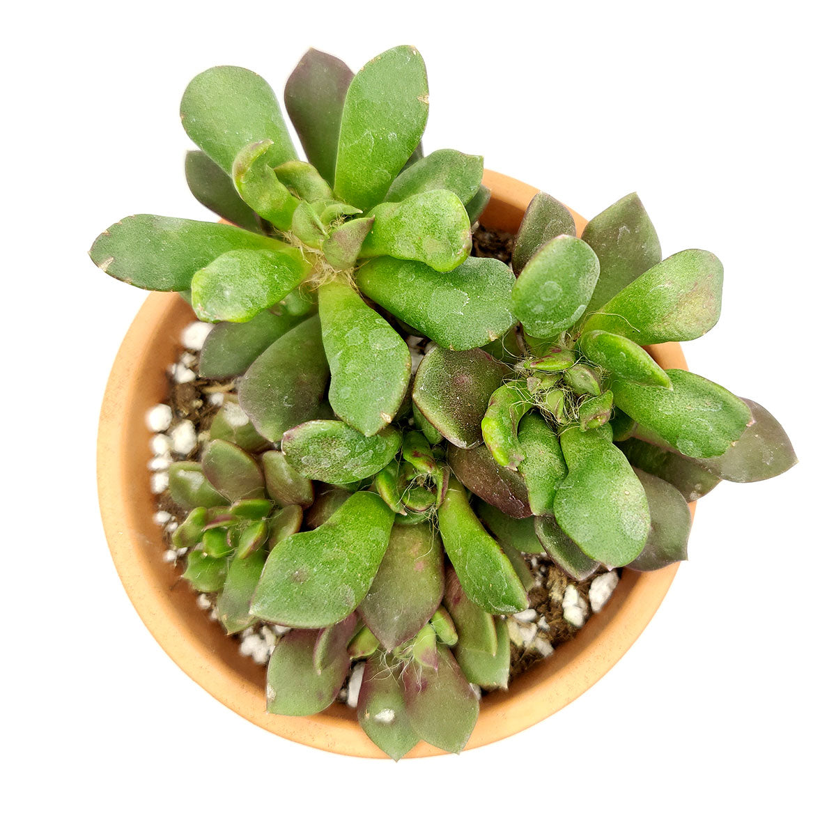4 inch anacampseros telephiastrum f. variegatum live succulent for sale, variegated specimen with vibrant multicolor foliage in pink green and cream, low-growing rosette that trails beautifully over container edges, summer blooming with pink afternoo