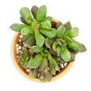 4 inch anacampseros telephiastrum f. variegatum live succulent for sale, variegated specimen with vibrant multicolor foliage in pink green and cream, low-growing rosette that trails beautifully over container edges, summer blooming with pink afternoo