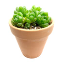 Buy 2" Haworthia cymbiformis var. obtusa online. This elegant succulent forms compact rosettes of thick, translucent leaves with smooth, rounded tips that give it a fresh, crystal-like appearance. It thrives in bright, indirect light with well-draining soil and occasional watering. A beautiful addition to succulent collections, office desks, or sunny windowsills.