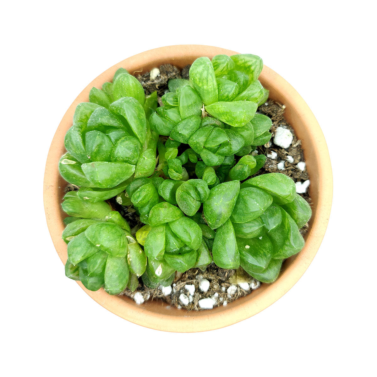 buy haworthia cymbiformis var. obtusa live succulent 2 inch online, vibrant emerald green succulent rosette with glass-like translucent leaf windows in white modern pot, clumping offset-producing form ideal for small spaces, fleshy smooth boat-shaped leaves with darker green veining, drought-tolerant and pet-friendly, a striking geometric decor piece for contemporary interiors, perfect housewarming or birthday gift for plant lovers