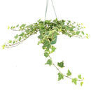 6" pot glacier english ivy live air plant for sale, lush silvery variegated foliage with crisp white leaf margins, vigorous trailing habit ideal for hanging baskets or trellises, well-established root system in nursery pot, air purifying and low maintenance, striking living wall accent piece, exceptional gift for plant collectors
