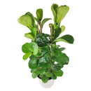 buy 10 inch Ficus Lyrata 'Fiddle Leaf Fig' online, ornamental tree for modern interiors, easy care tropical houseplant, popular designer houseplant, elegant broad leaf indoor plant, decorative office floor plant