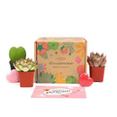 Succulents for Sale, Types of Succulents, Succulents Shop in California, Succulents and Cactus Plants, Cactus Box, Subscription Box with Care Instruction, Succulent Subscription Box