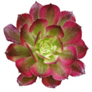 2 inch Succulent Randomly Picked, Types of succulents for sale, Colorful Succulents Collectionv