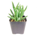4 inch string of fishhooks live succulent for sale, dense trailing vines with blue-green fleshy curved leaves, vigorous cascading growth, mature specimen showing full hang length, planted in a bamboo pot for a natural earthy look