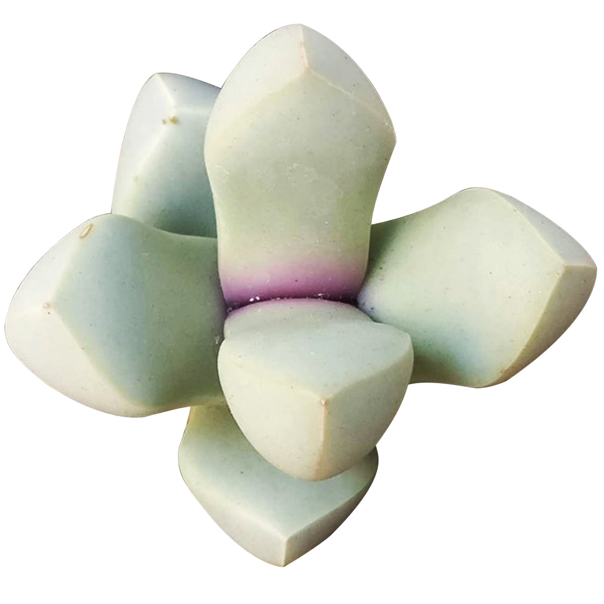 buy Karoo Rose Lapidaria margaretae Cactus live cactus 2 inch online, compact rosette-forming succulent with greyish-white fleshy stacked leaves, stone-mimicry growth habit, drought tolerant and low maintenance, bright sunny windowsill display, perfect rare collector gift for succulent lovers in a plastic pot