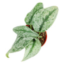 8" pot silver splash pothos live houseplant for sale, large statement silver splash pothos with extensive trailing silvery-green vines and velvety iridescent foliage, mature tropical houseplant in cow pot, air purifying and easy care, bohemian lush indoor jungle aesthetic, rare and meaningful heirloom plant gift