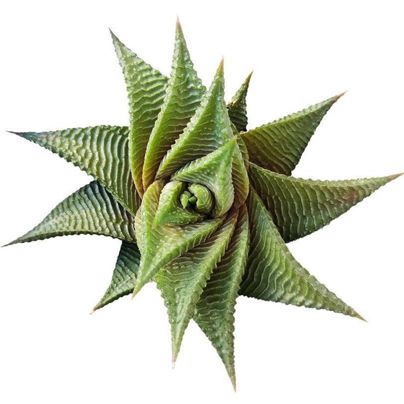 buy haworthia limifolia twister live succulent 4 inch online, deep green spiraling rosette with raised white ridges, compact architectural form, slow-growing drought tolerant succulent, striking sculptural desktop plant, elegant gift for succulent collectors