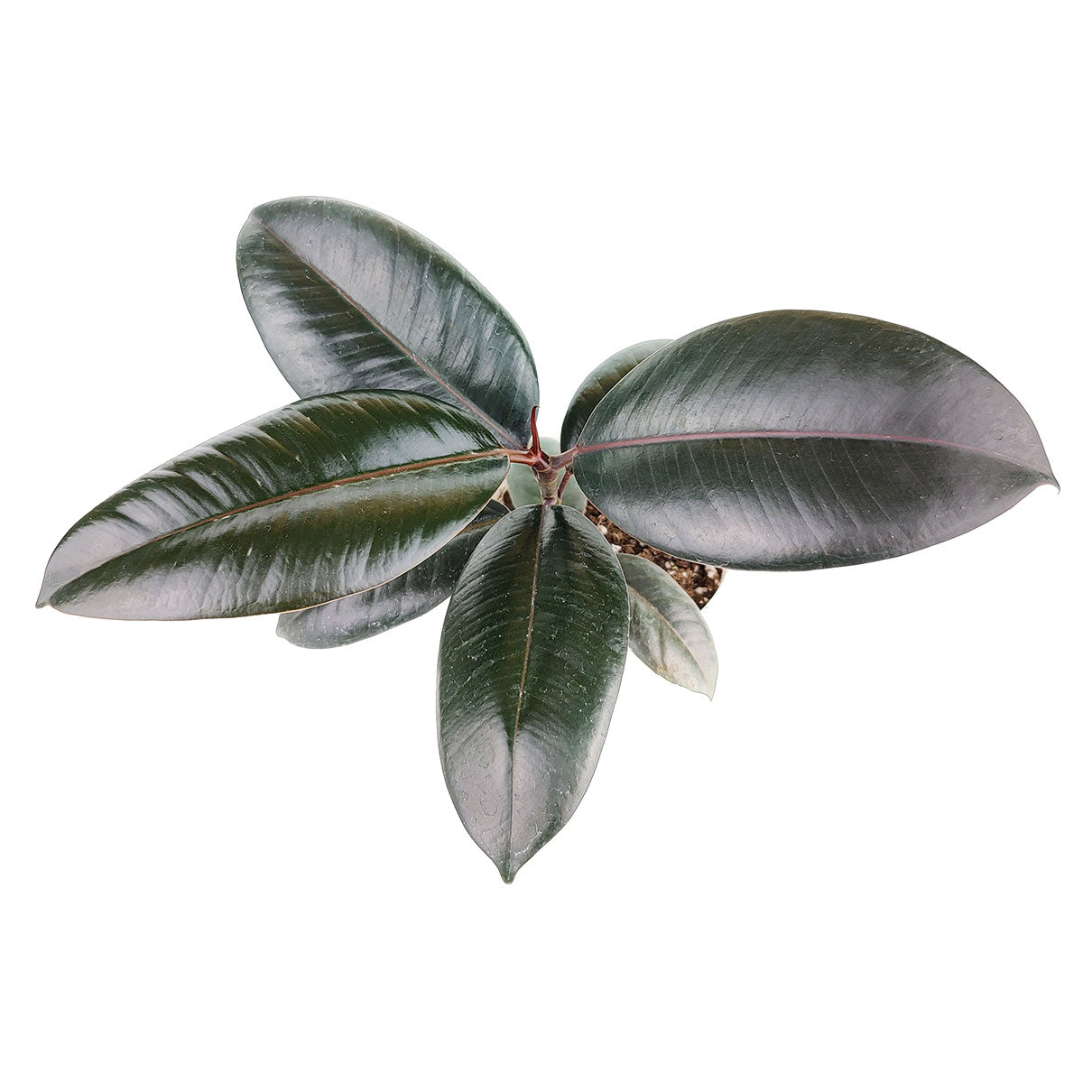 4" pot ficus elastica 'burgundy' - burgundy rubber plant live houseplant for sale, rich deep burgundy foliage with prominent midrib and smooth leathery texture, upright single-stem growth habit, prefers warm indoor temperatures 60 to 85 degrees fahrenheit, decorative statement plant for home offices, known to remove indoor toxins like formaldehyde, a stylish and meaningful plant gift
