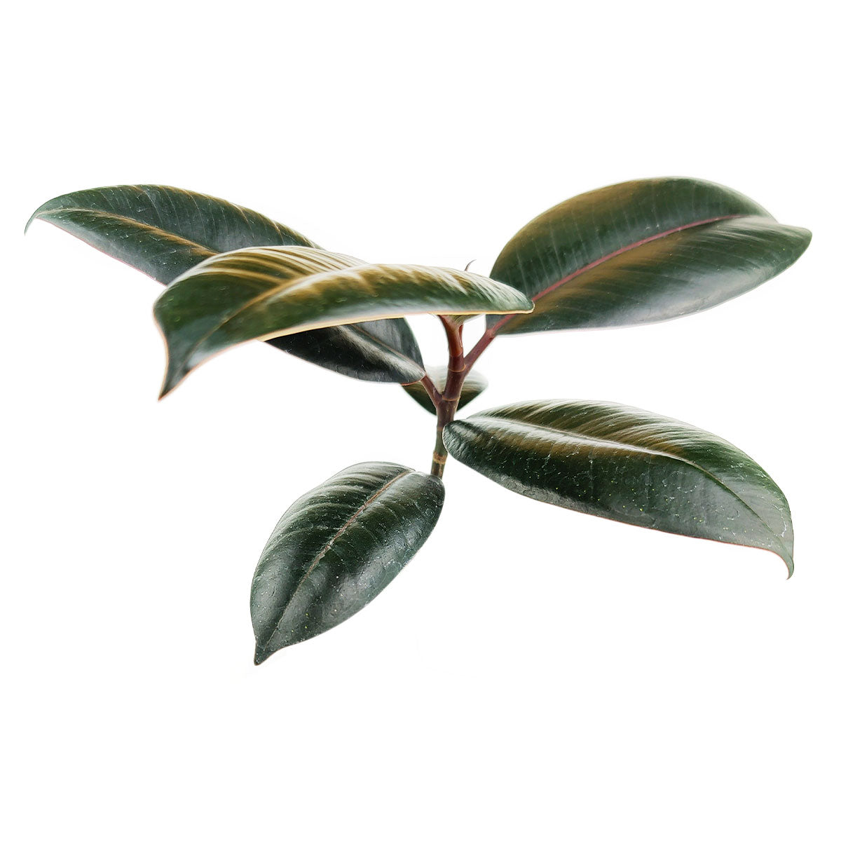 8" pot ficus elastica 'burgundy' - burgundy rubber plant live houseplant for sale, full large-specimen burgundy rubber plant with broad shiny deep-colored foliage, impressive mature upright canopy, fast-growing in bright indirect light, one of the most popular and forgiving ficus cultivars, a commanding living room centerpiece or corner statement plant, memorable gift for plant parents