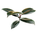 Ficus Decora Burgundy, Ficus Decora, Rubber plant, Rubber tree, burgundy houseplant, burgundy rubber tree, ficus burgundy, rubber plant care, Ficus Decora Burgundy care, Ficus Decora Burgundy near me