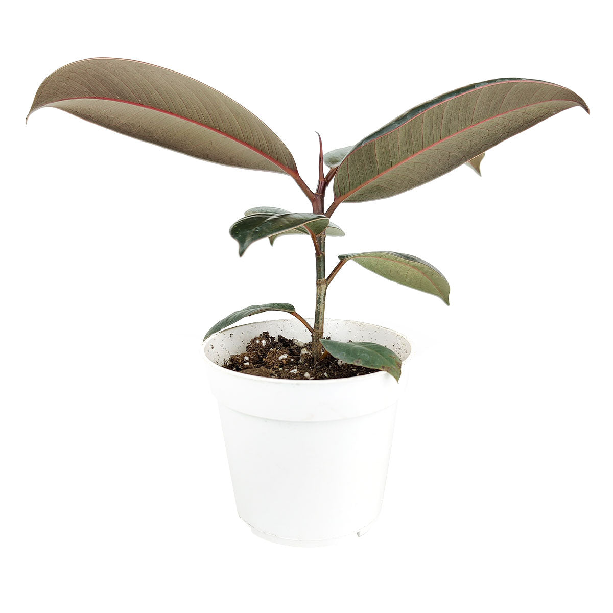 buy ficus elastica 'burgundy' - burgundy rubber plant live houseplant 3" pot online, small starter plant with characteristic vividly dark burgundy new leaves emerging from reddish pink sheaths, upright growth pattern from early stage, tolerates a range of indoor light levels, low fuss tropical beauty, sweet and affordable gift for beginner plant lovers or as a desk accent