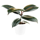 Ficus Decora Burgundy, Ficus Decora, Rubber plant, Rubber tree, burgundy houseplant, burgundy rubber tree, ficus burgundy, rubber plant care, Ficus Decora Burgundy care, Ficus Decora Burgundy near me