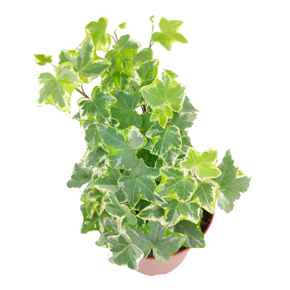 3" pot golden english ivy live plant for sale, glossy lobed leaves edged in vivid gold and cream, compact trailing vine suited for small pots and terrariums, evergreen year-round color, appreciates moderate indoor humidity, beautiful cascading over a shelf or bookcase, a charming starter plant gift