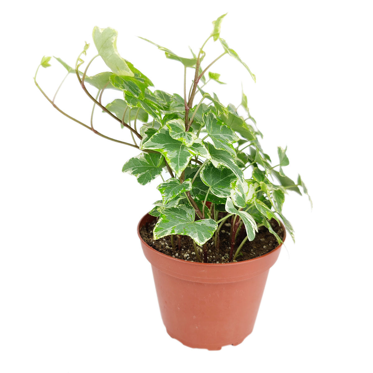 6" pot golden english ivy live plant for sale, dense cascading stems with richly variegated gold and green lobed leaves, trailing growth ideal for hanging hooks, thrives in bright indirect light, humidity-tolerant easy-care vine, brings a lush bohemian feel to living spaces, a generous and lasting housewarming gift