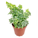 3" pot golden english ivy live plant for sale, lush variegated lobed leaves with butter-gold to bright gold margins, trailing vine growth perfect for hanging baskets or elevated planters, evergreen all-season color, moderate humidity care needs, a beautiful addition to any boho or cottage-style interior, makes a heartfelt and lasting gift